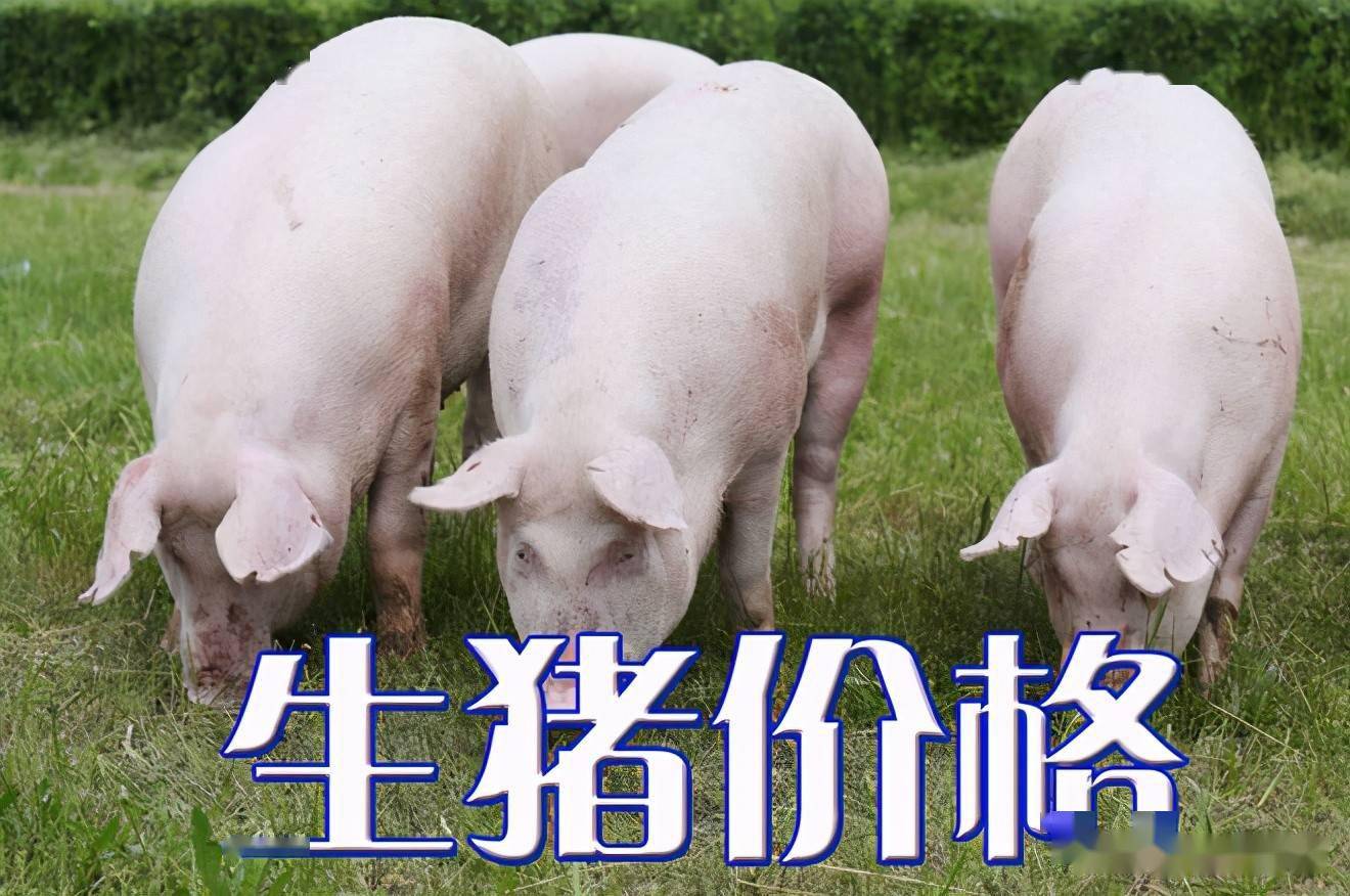濰坊今日生豬價(jià)格探索，一場(chǎng)綠色之旅尋找內(nèi)心平靜
