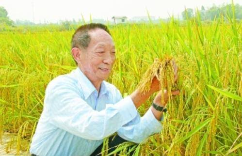 袁隆平最新科研進(jìn)展揭秘，突破性進(jìn)展引人矚目