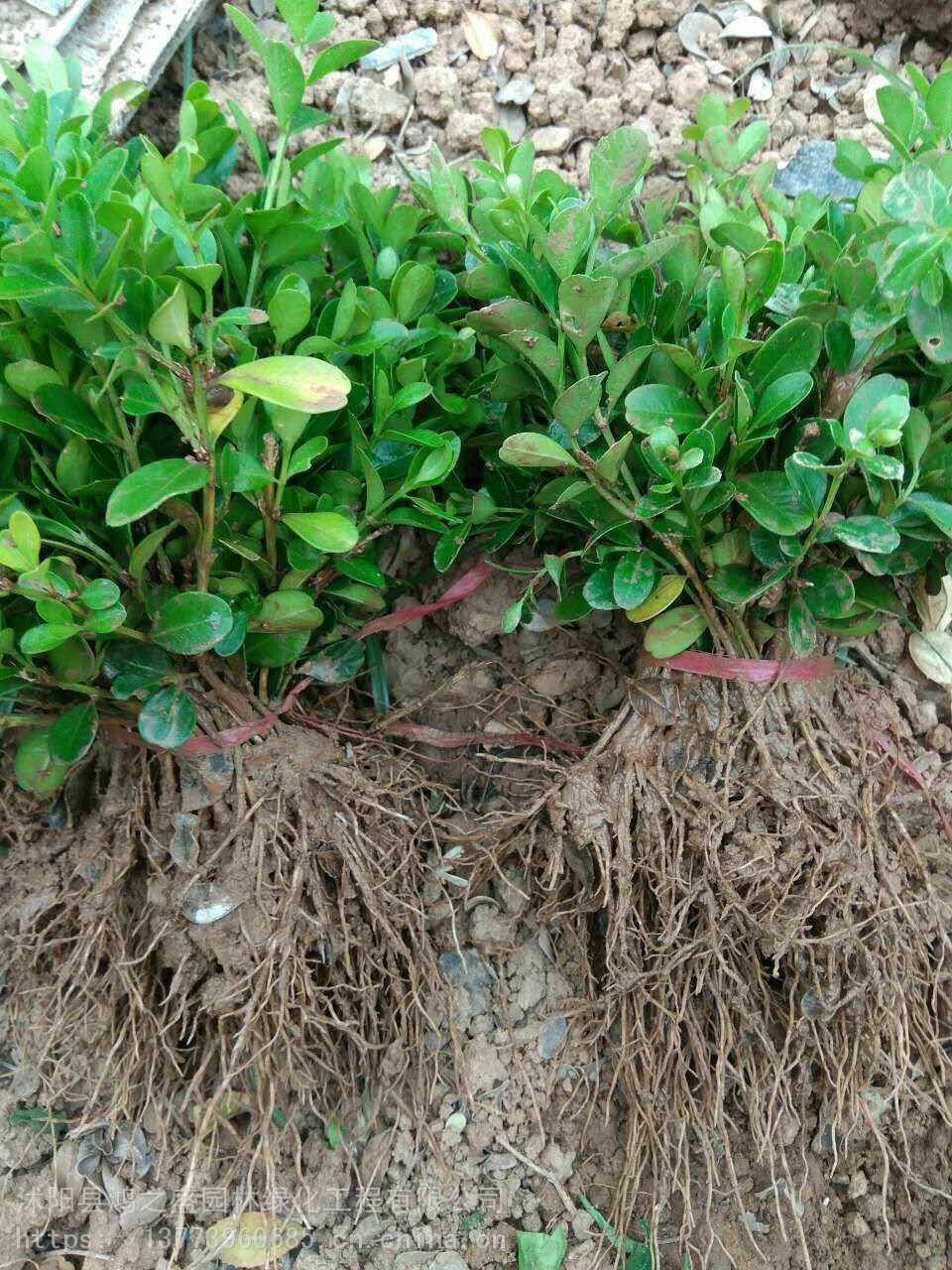 黃楊小苗價(jià)格探尋之旅，自然美景的邂逅與發(fā)現(xiàn)