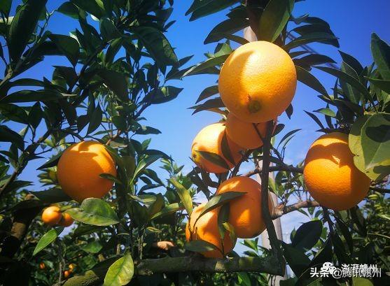 贛州上市公司，閃耀未來，共創(chuàng)繁榮時代！