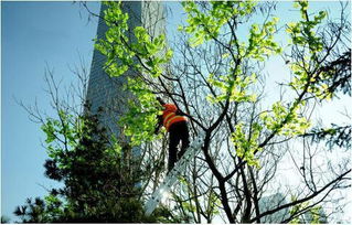 馬樹最新資訊，完成任務(wù)與學習新技能的詳細步驟指南