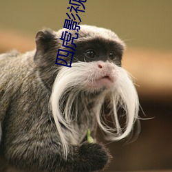 四虎影最新在線觀看，熱門影視的全新體驗(yàn)