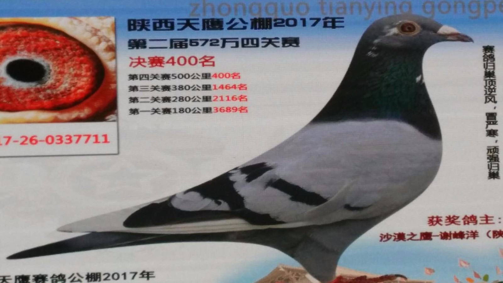 天鷹公棚歷程回顧，最新消息鑄就輝煌篇章