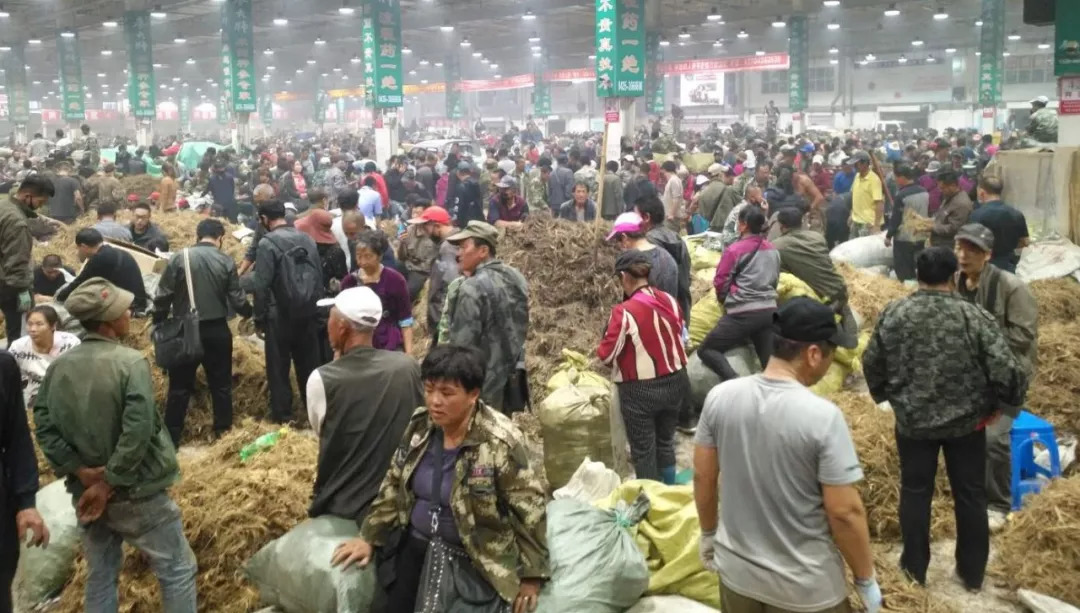 萬良人參市場最新動態(tài)揭秘，日常奇遇與溫情紐帶