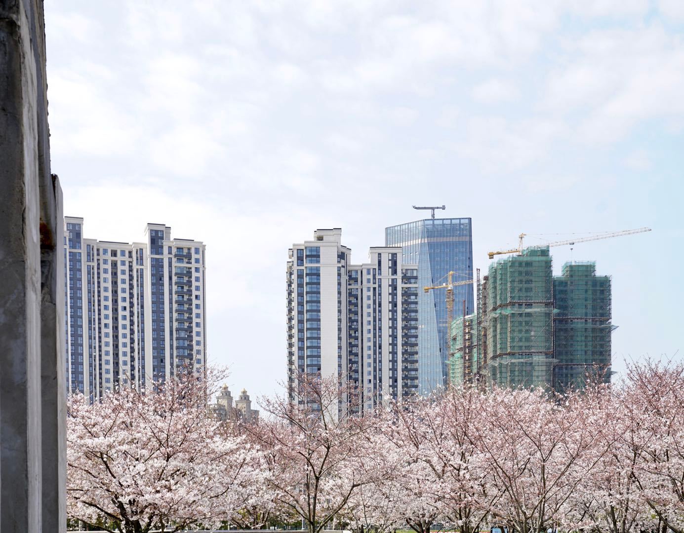 櫻花園置換最新進展揭秘，科技重塑生活，煥發(fā)新生希望