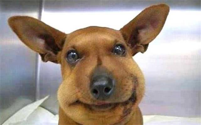 最新毒蜂，逆風(fēng)翱翔，學(xué)習(xí)鑄就自信與成就之巔