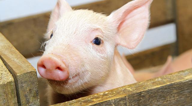 全國(guó)生豬最新行情深度解析與觀點(diǎn)闡述，今日市場(chǎng)趨勢(shì)分析