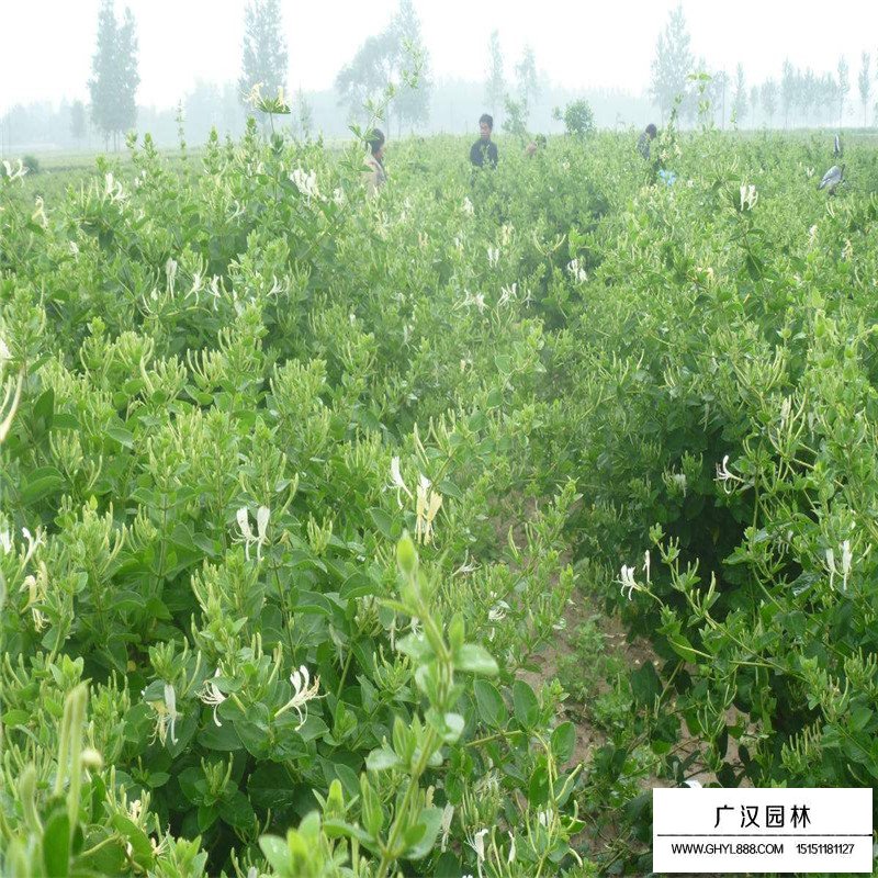 金銀花最新行情與機(jī)遇，價(jià)格變動中的自信與成就感之源