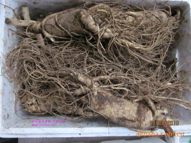 人參最新價(jià)格及市場(chǎng)走勢(shì)、品質(zhì)鑒別全解析