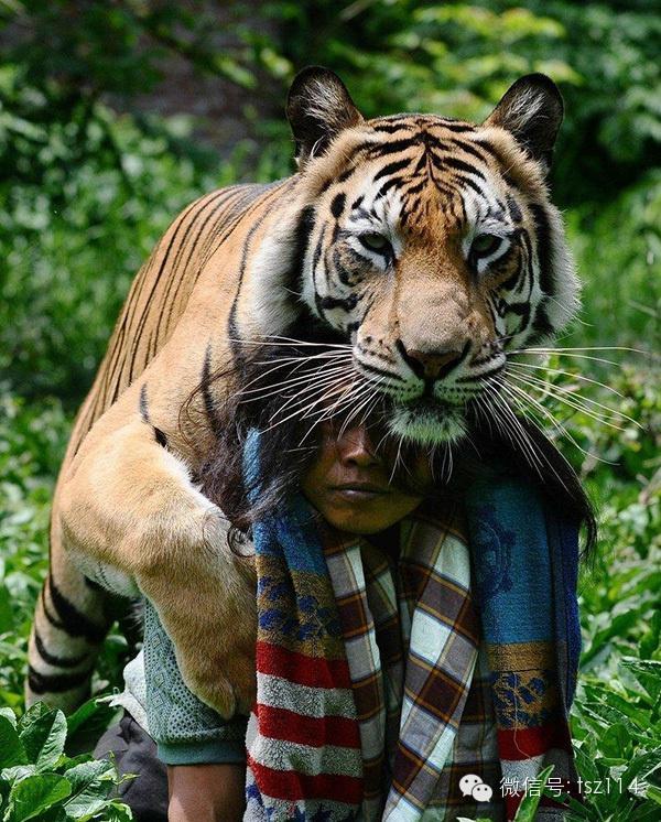 最新人與獸技能學(xué)習(xí)與實踐步驟指南，從理論到實操的全面指南