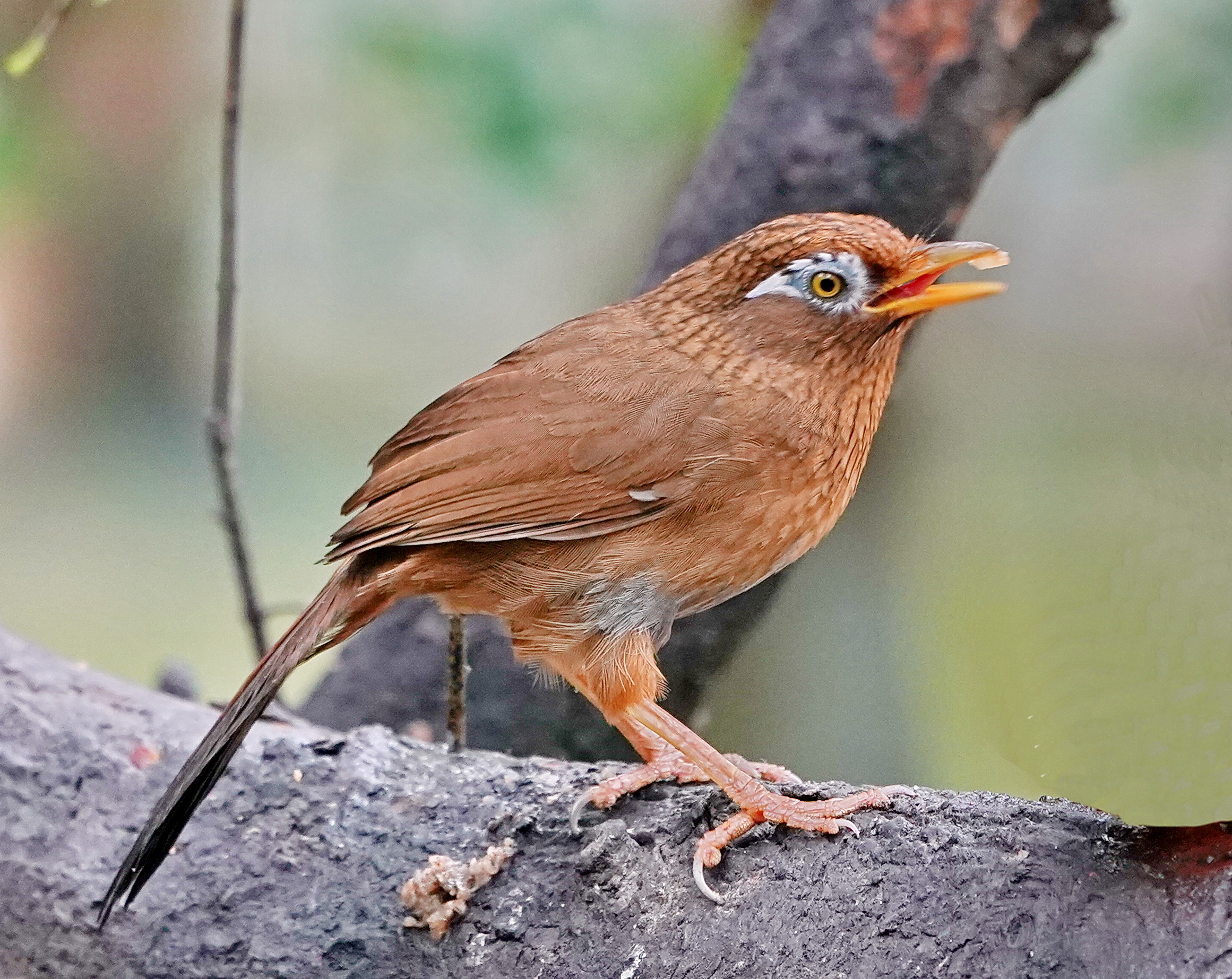 最新畫眉鳥，與自然美景的遨游，探尋內心平和的旅程