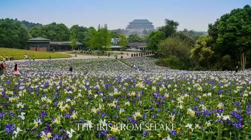 石象湖門票最新信息，賞花門票火熱搶購中！