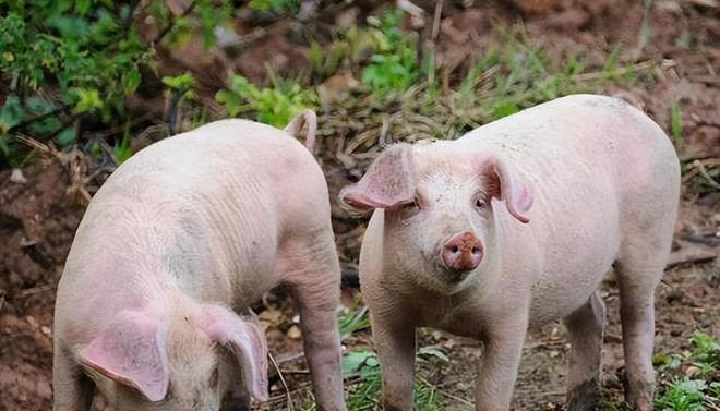 時(shí)代背景下的市場洞察，母豬價(jià)格最新行情分析