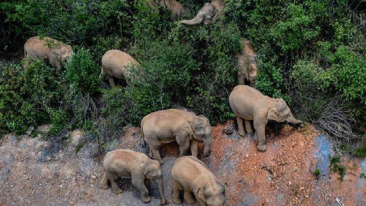 象群最新現(xiàn)身地，力量與自信之歌的演繹