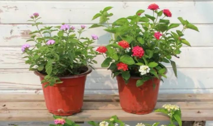 最新跳蛋閱讀視頻，溫馨的讀書時光探索之旅