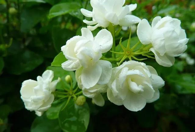 花香滿園最新章節(jié)獲取攻略，輕松閱讀新書章節(jié)的步驟