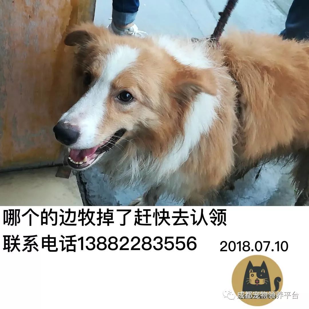 成都最新尋狗記，巷弄深處特色小店中的尋寵之旅