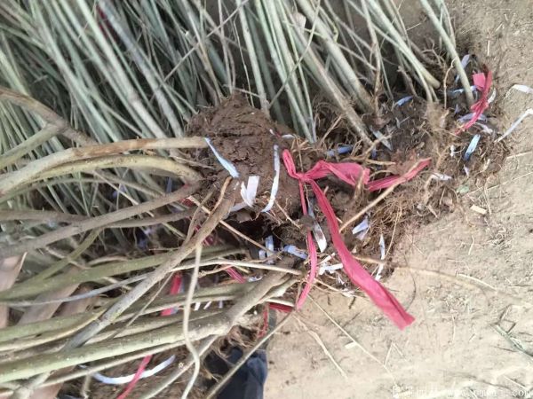 連翅最新價(jià)格深度解析，歷史背景、重要事件與地位探討