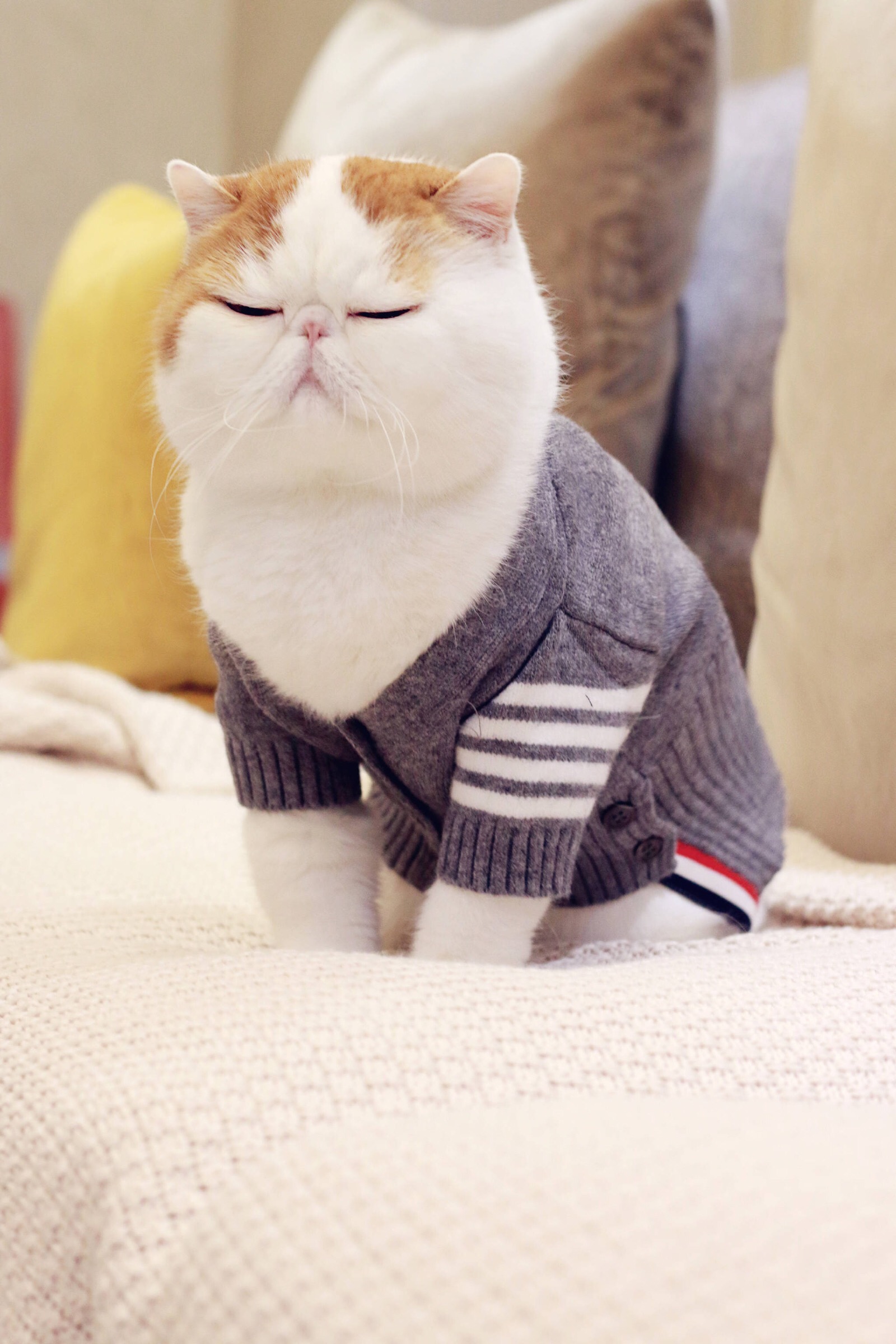 小胖Snoopy最新萌照，瞬間融化人心！