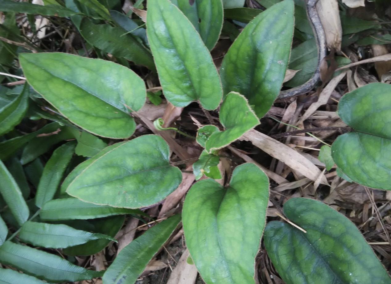 今日黃連最新價(jià)格及小巷隱秘寶藏，探尋特色小店的奇妙之旅