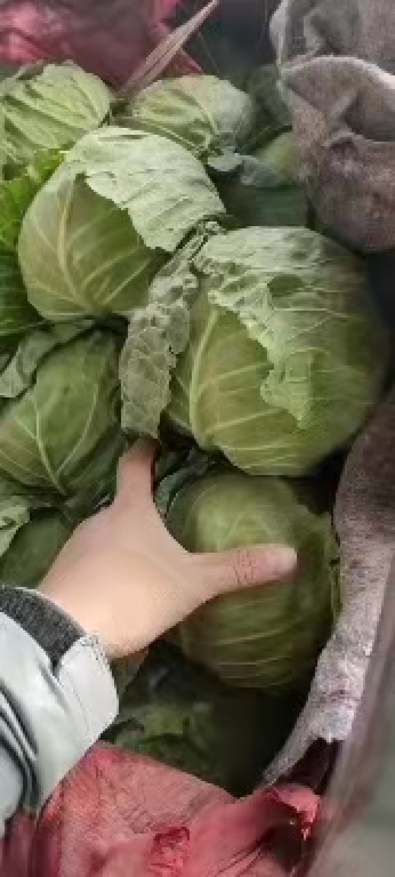 永年甘藍(lán)最新價(jià)格及市場(chǎng)走勢(shì)、種植要點(diǎn)與購(gòu)買指南全解析