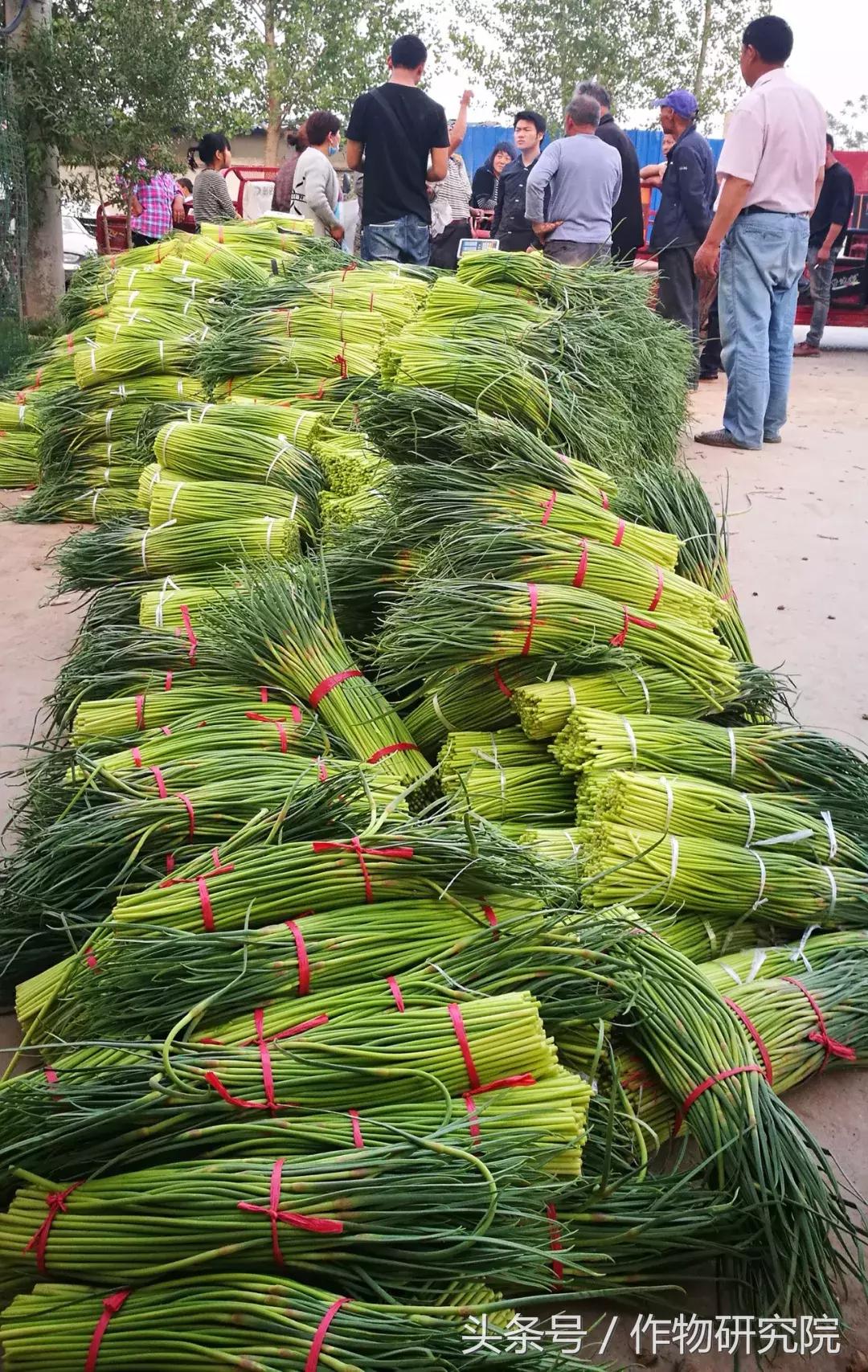 大蒜的奇妙旅程與溫馨故事，最新大蒜資訊報道