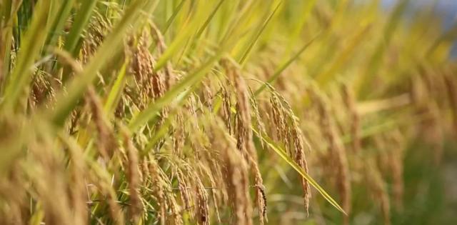 蒼南最新動(dòng)態(tài)，變化中的力量，學(xué)習(xí)鑄就自信與成就