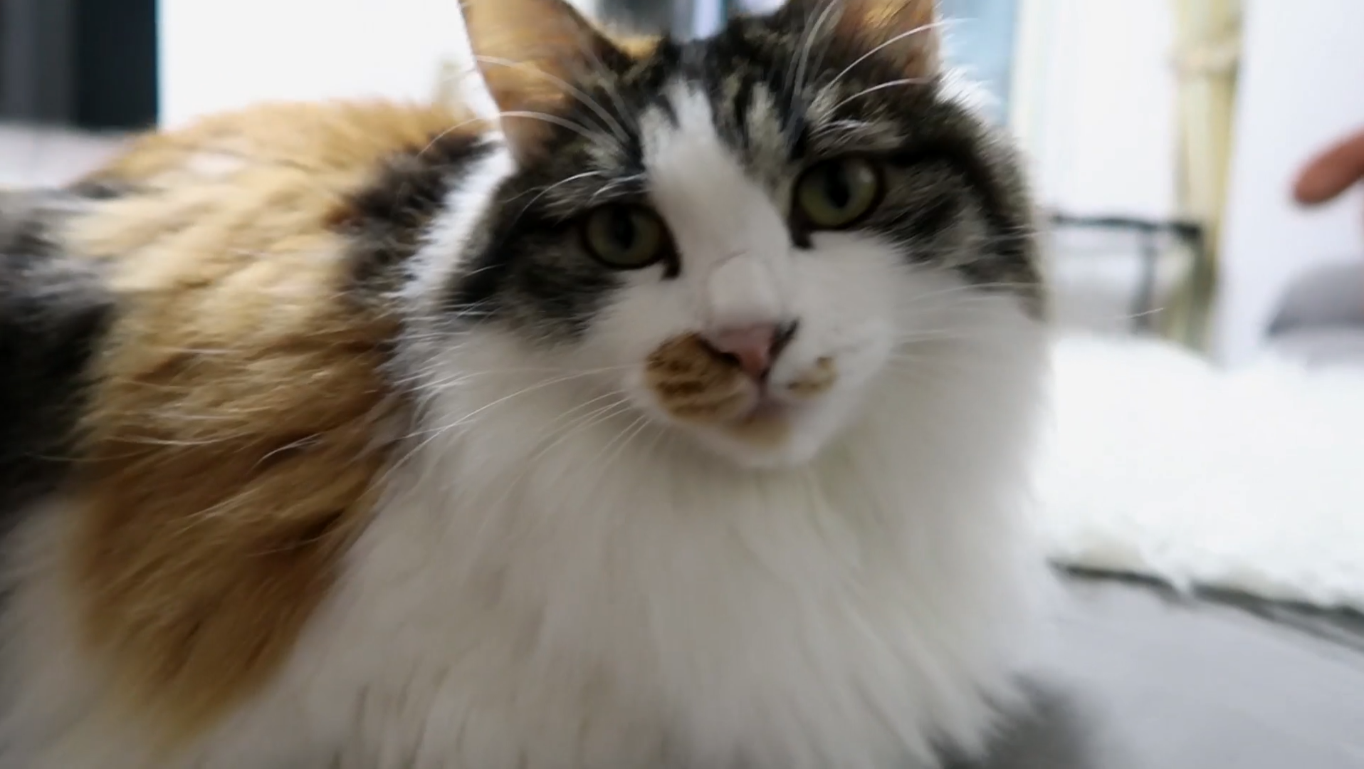 Maomi最新域名網(wǎng)站，時尚潮流的前沿引領(lǐng)者