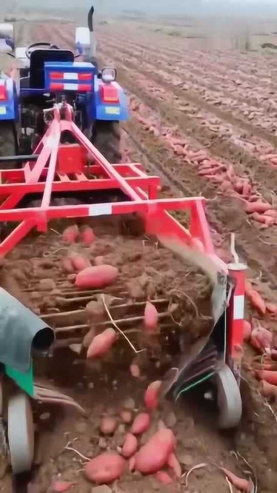 科技革新引領(lǐng)紅薯挖掘新紀(jì)元，最新挖紅薯機器亮相！