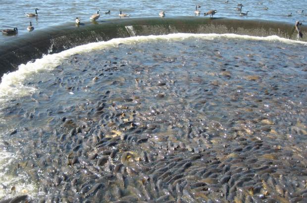 美國(guó)鯉魚成災(zāi)背后秘密揭秘，鯉魚泛濫與小巷獨(dú)特小店的故事