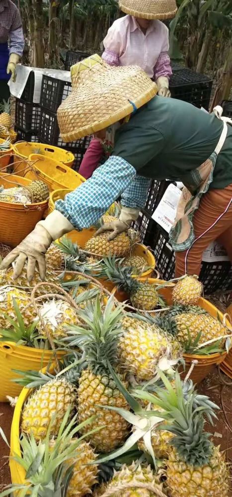 徐聞菠蘿最新價格及市場走勢分析，多方觀點解讀市場動態(tài)