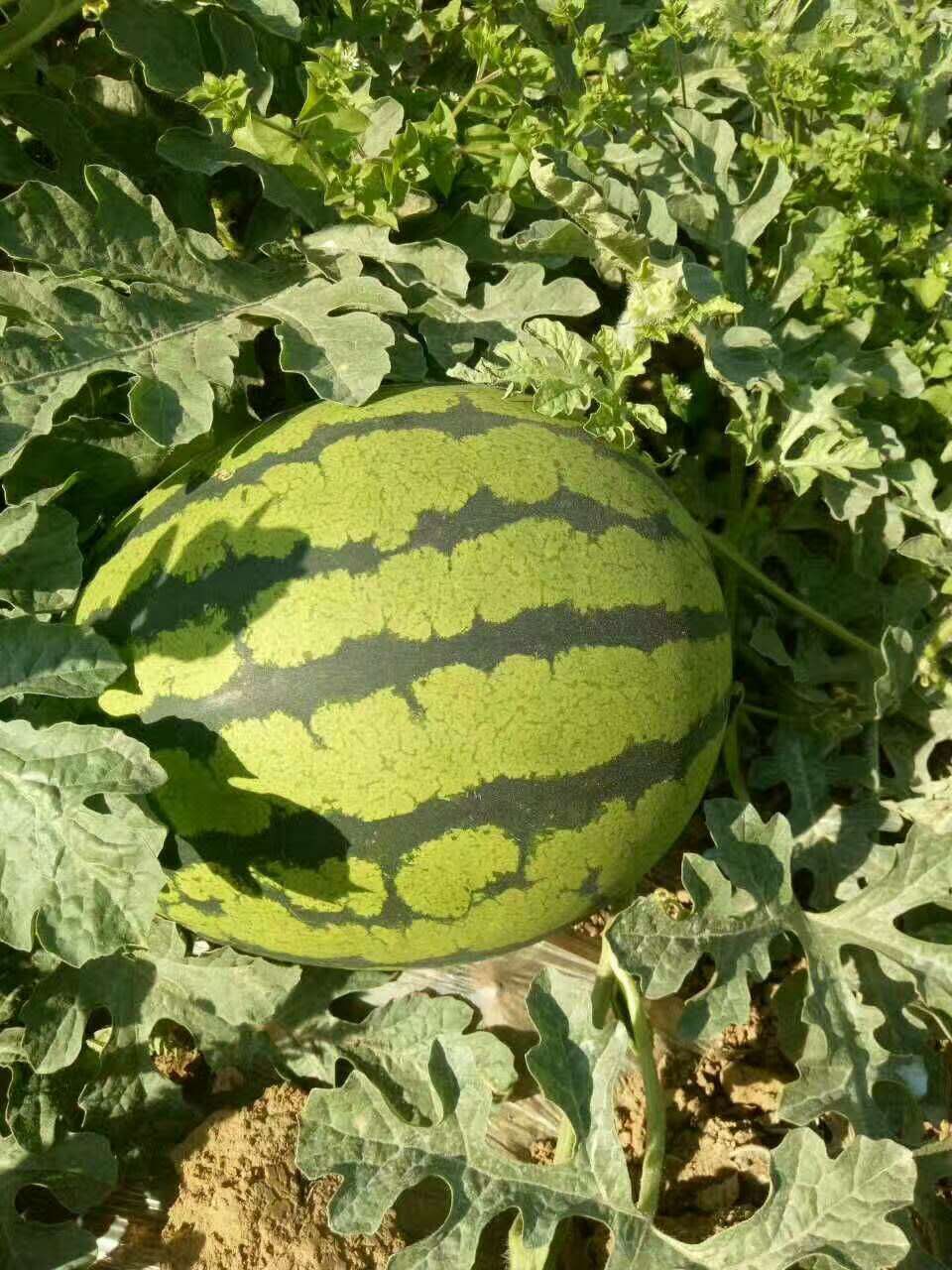 惠民西瓜最新價(jià)格，一顆瓜的成長之路與你的成長相伴