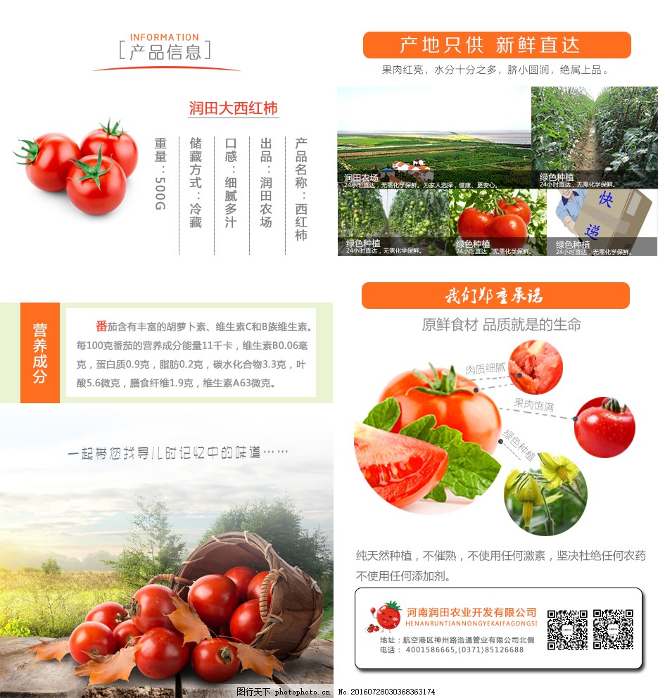 安徽西紅柿產(chǎn)地探秘，自然美景與鮮美西紅柿的邂逅之旅