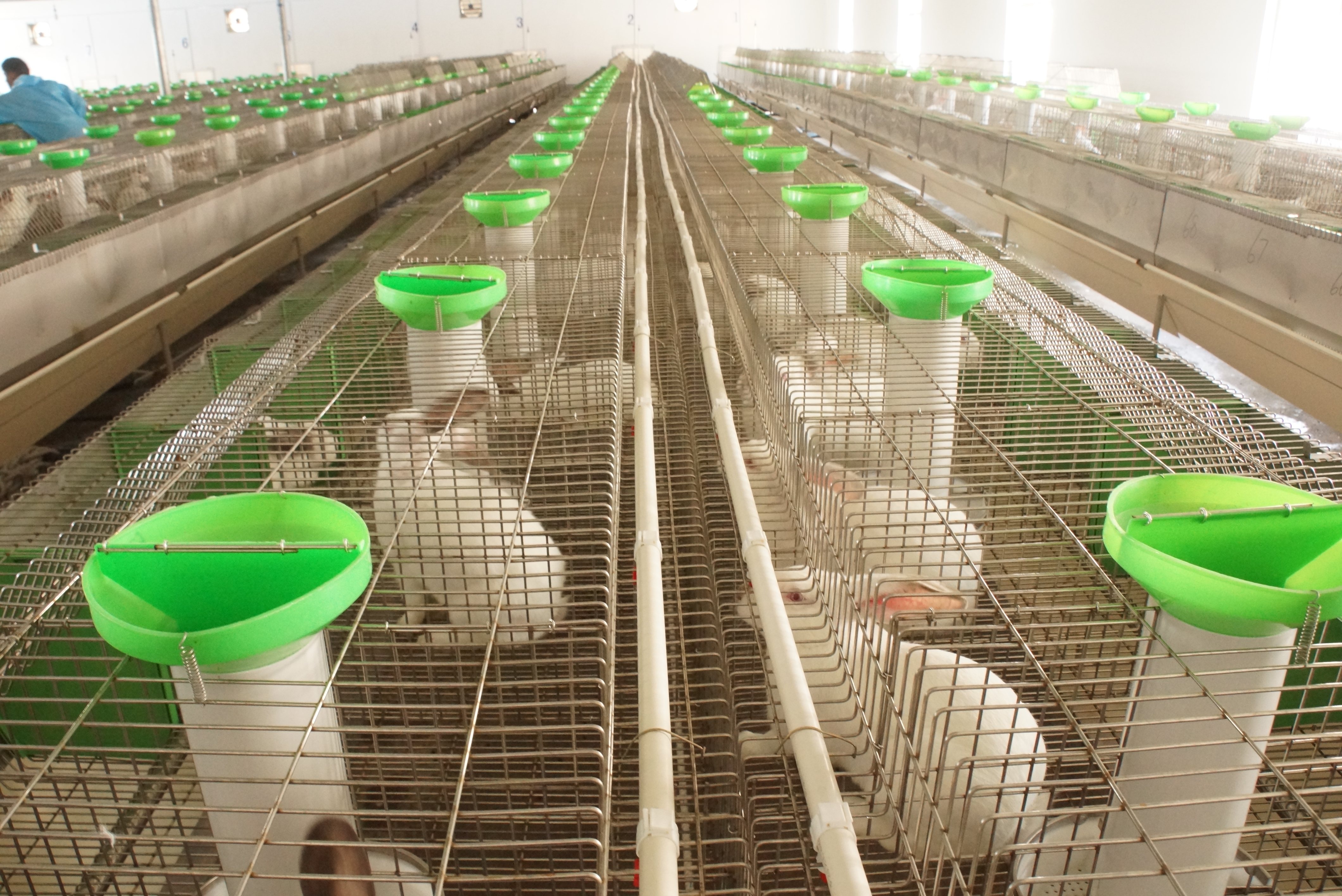 革新養(yǎng)兔行業(yè)的力量之源，最新養(yǎng)兔設(shè)備介紹與展示