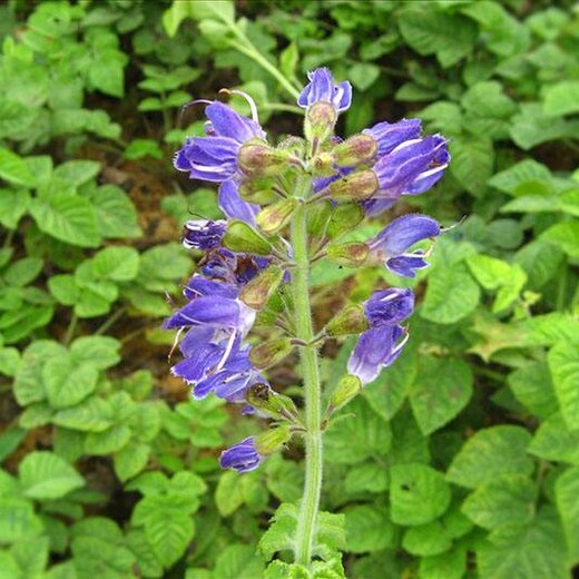 亳州丹參最新價格，市場走勢及選購指南全解析