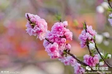 科技巔峰之作桃花開啟未來生活新紀元，最新章節(jié)預覽