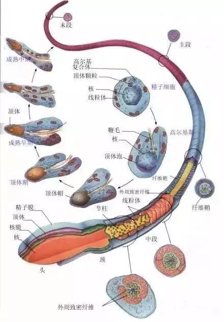 窩精子最新，小巷中的秘密風(fēng)味探索