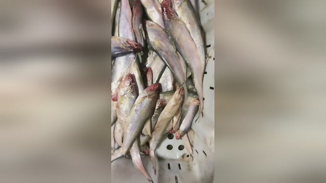 最新魚視頻，海洋生態(tài)與觀賞魚文化的精彩交融