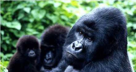 最新滅絕現(xiàn)象的觀點(diǎn)論述分析