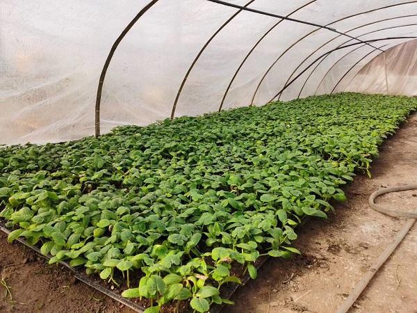 探索自然美景的輕松之旅，最新黃瓜社區(qū)