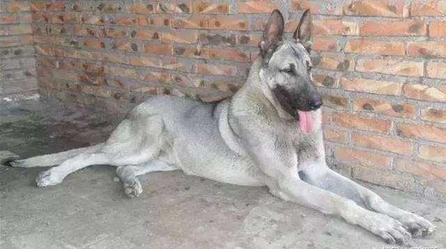 日本最新動態(tài)，溫馨日常趣事與最新情報分享