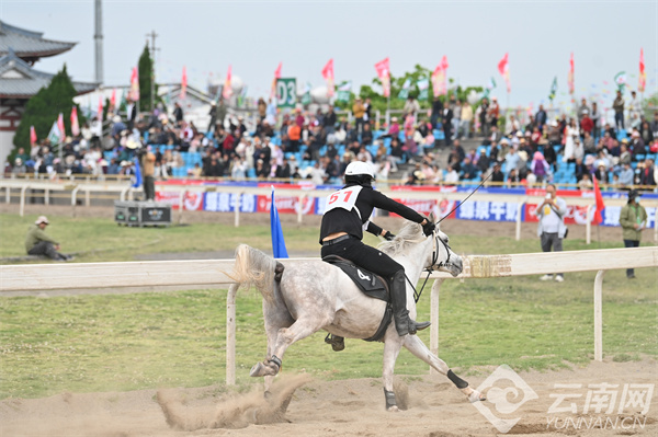 馬王最新動(dòng)態(tài)，探索馬術(shù)世界的新篇章