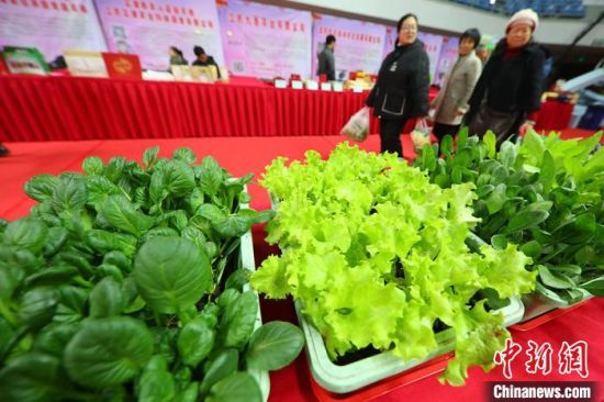 南京最新蔬菜，時代味道與文化脈絡(luò)的融合