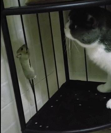 城市隱秘觀察者，灰色老鼠的最新動態(tài)觀察