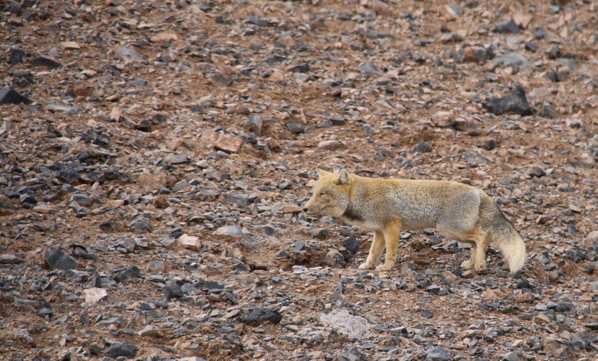 最新野狐，學(xué)習(xí)變化，自信助力夢(mèng)想實(shí)現(xiàn)