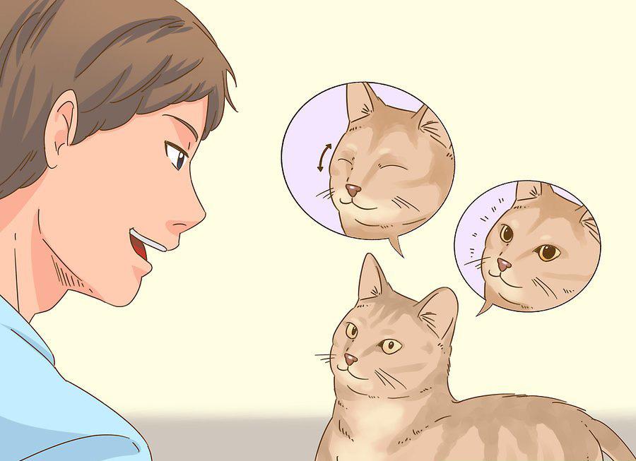 貓咪最新破譯，高科技重塑貓奴生活，智能養(yǎng)貓新時代的開啟