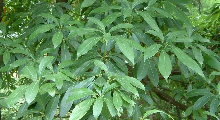 南山楠最新，自然美景的輕松探索之旅