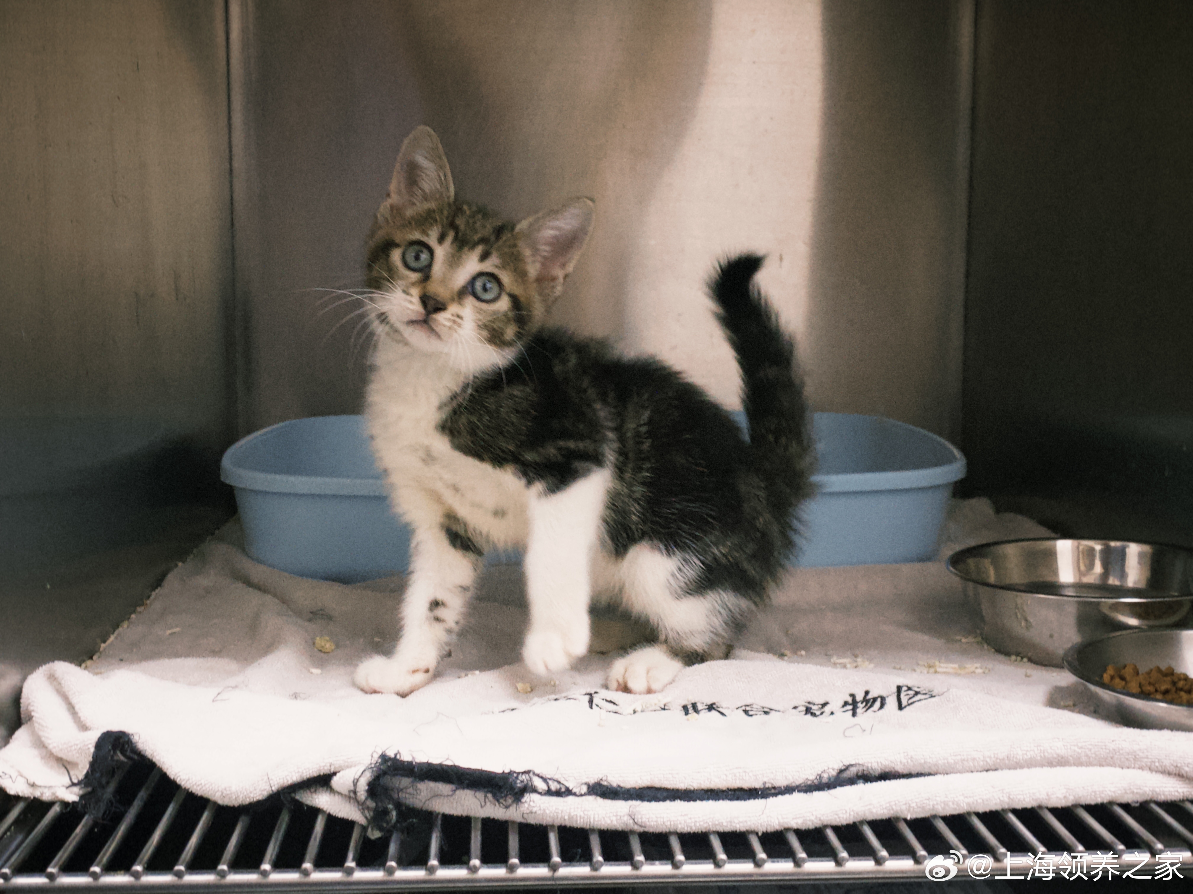 最新貓咪rr深度探究與論述