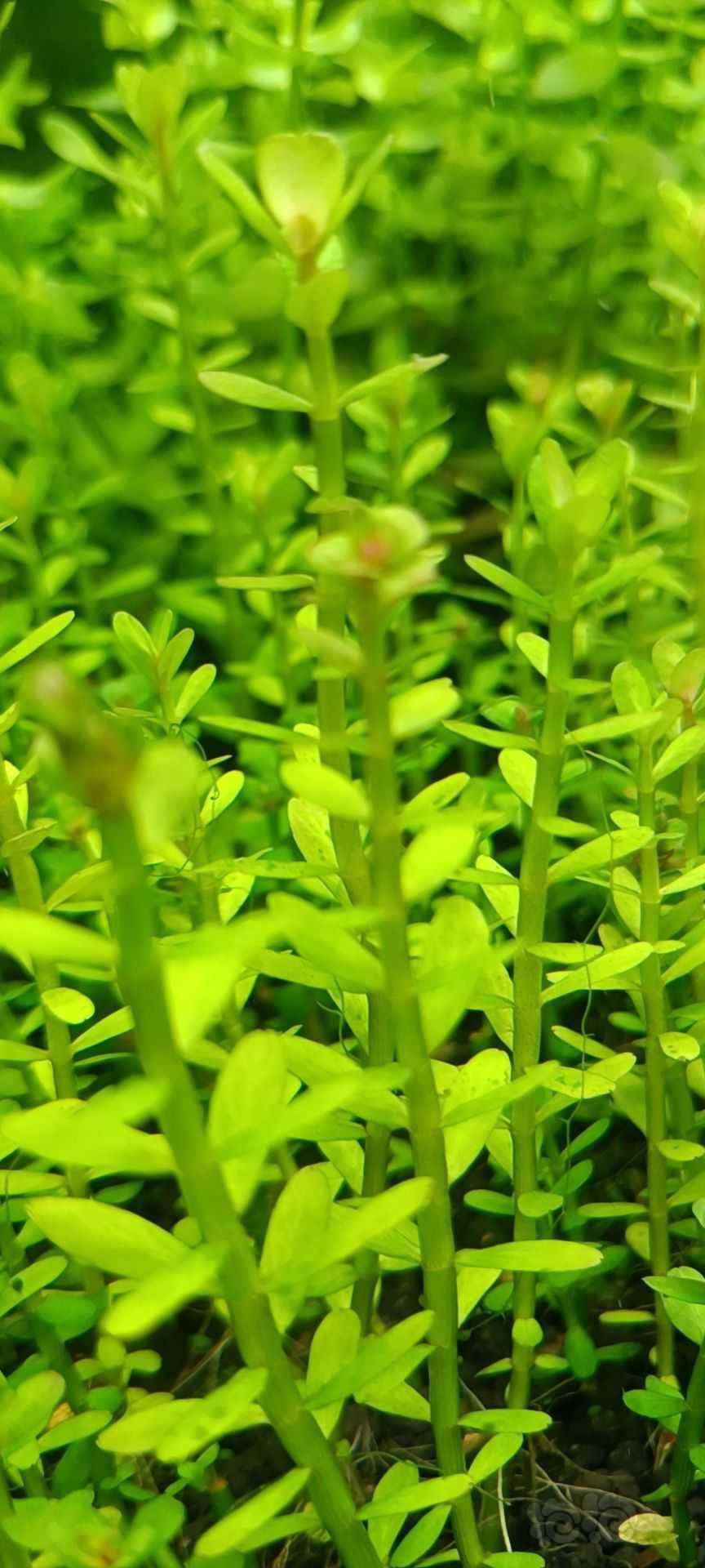 最新福利草草，自然美景之旅，探尋內(nèi)心平和與喜悅的旅程