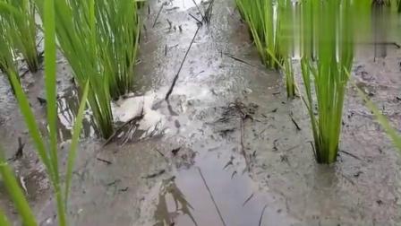 最新釣鱔魚(yú)技術(shù)探討與分享